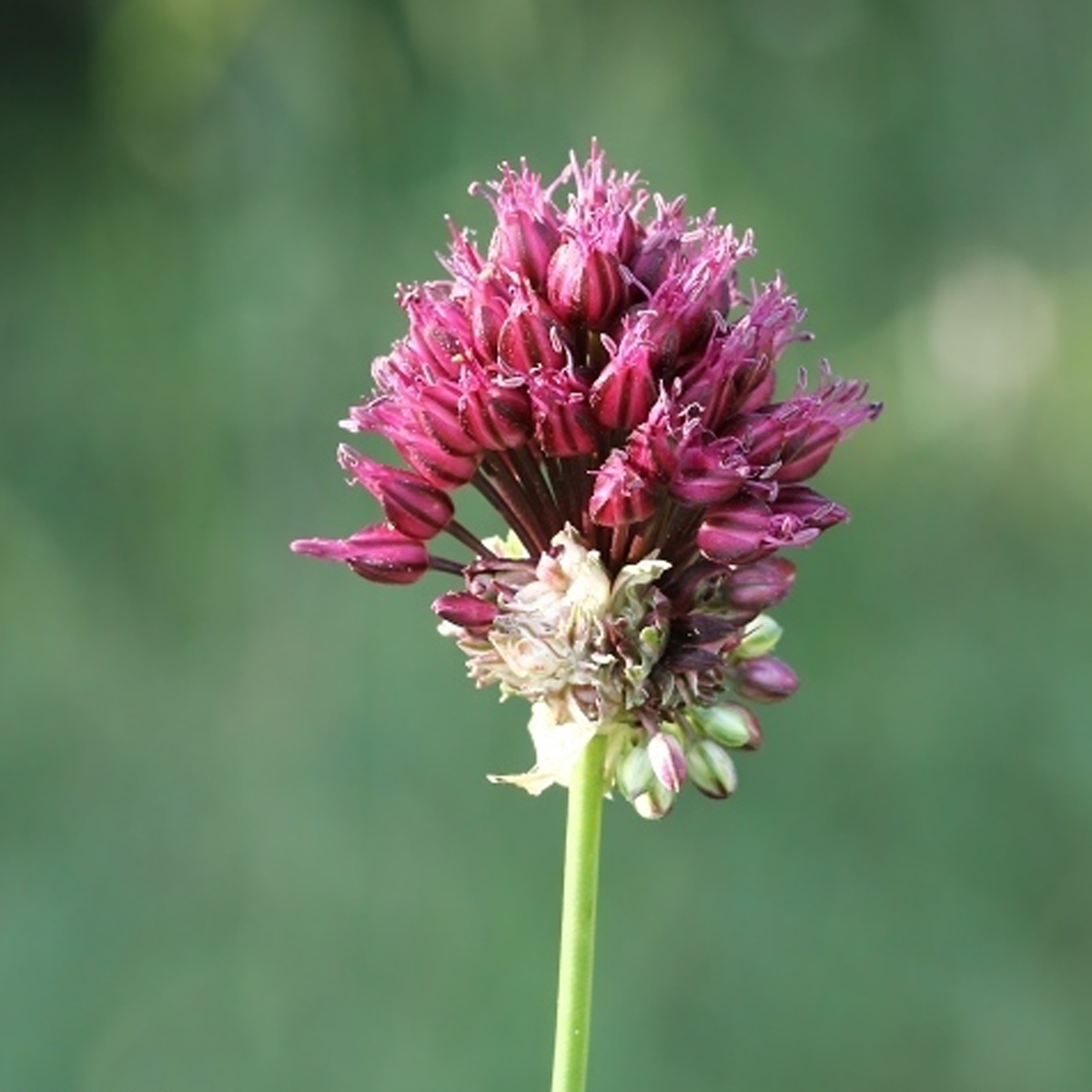 Allium sphaerocephalon - inflorescecne