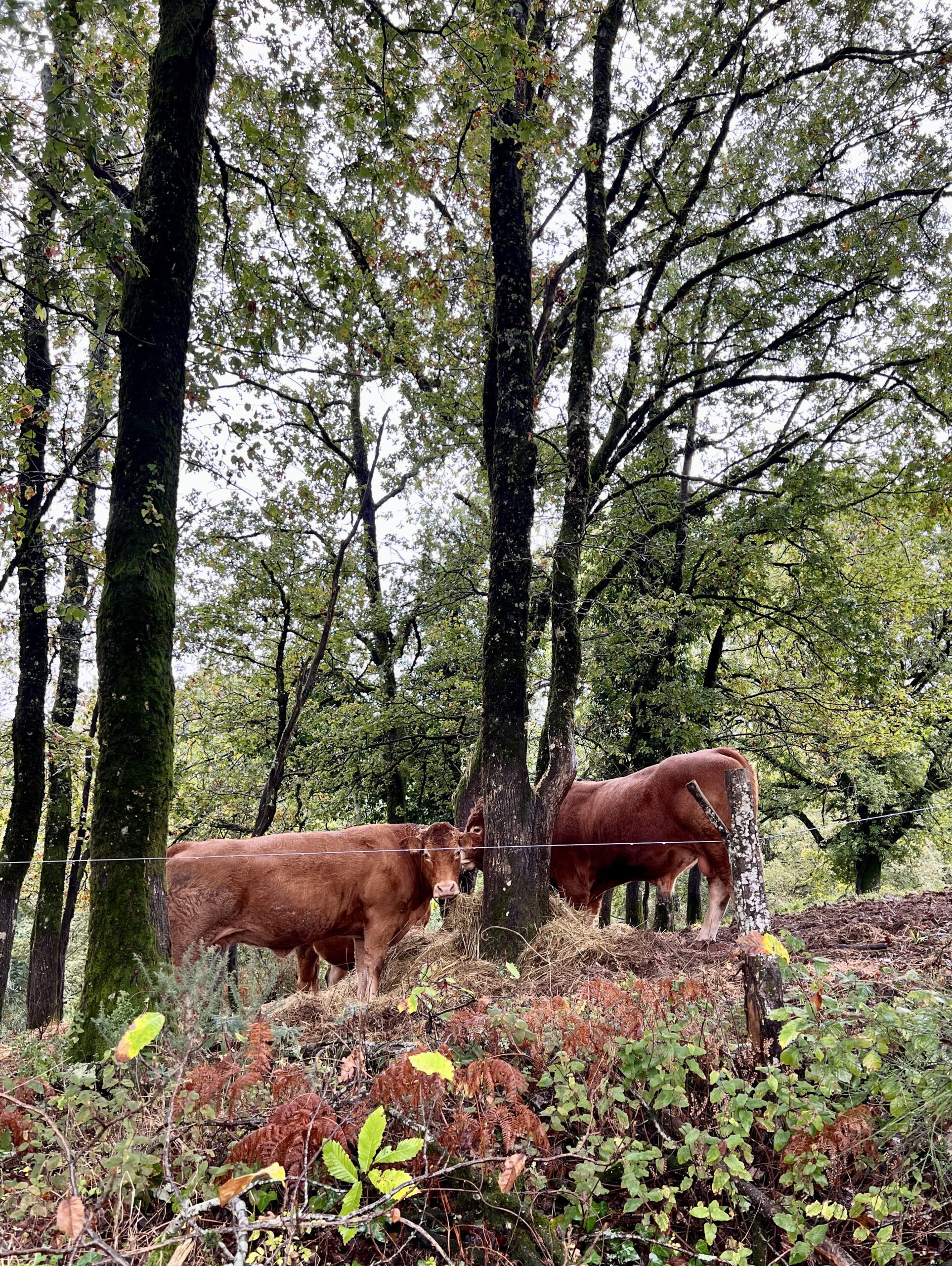 limousin-chabrignac