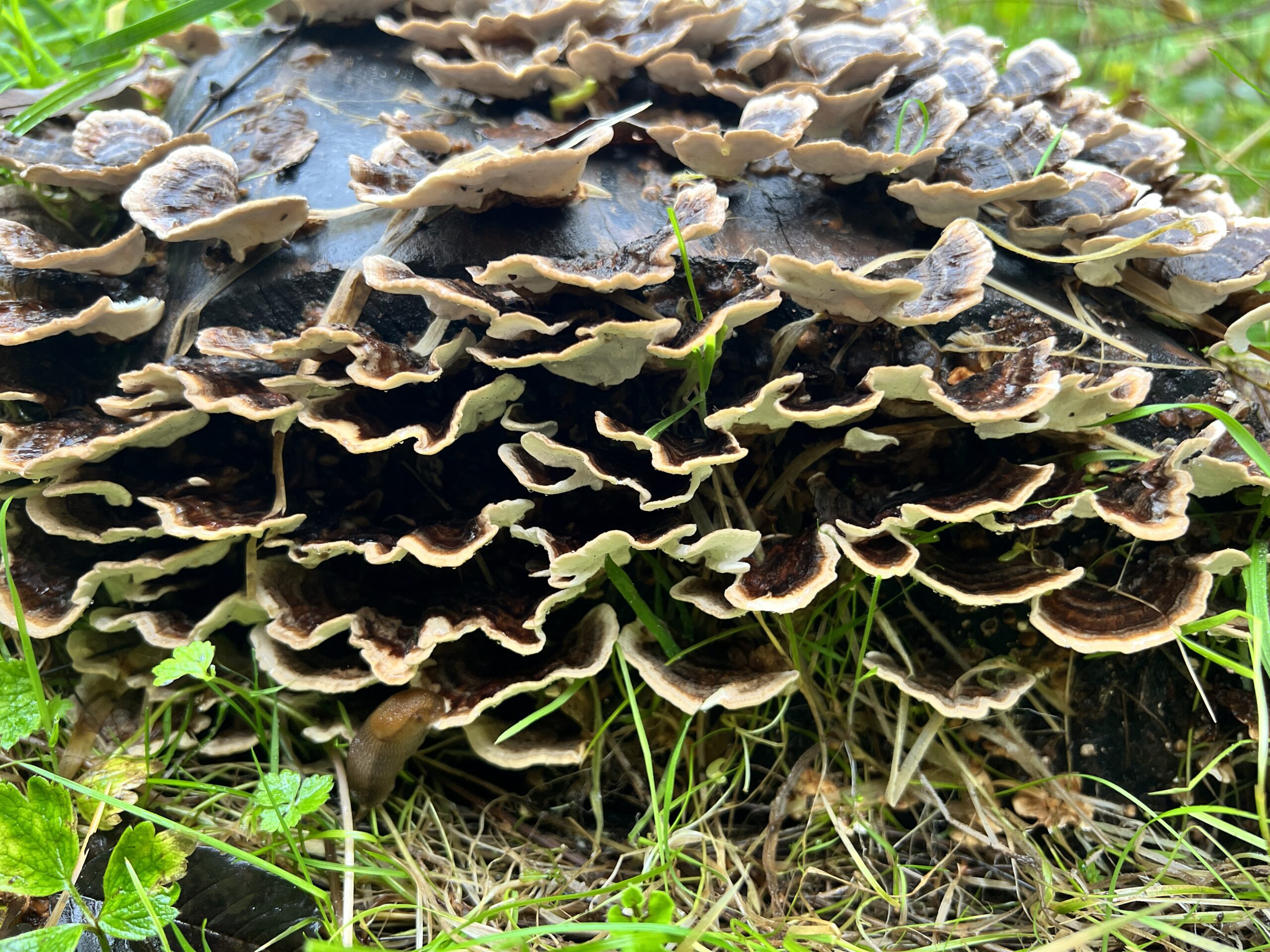 Paddenstoelen in het bos