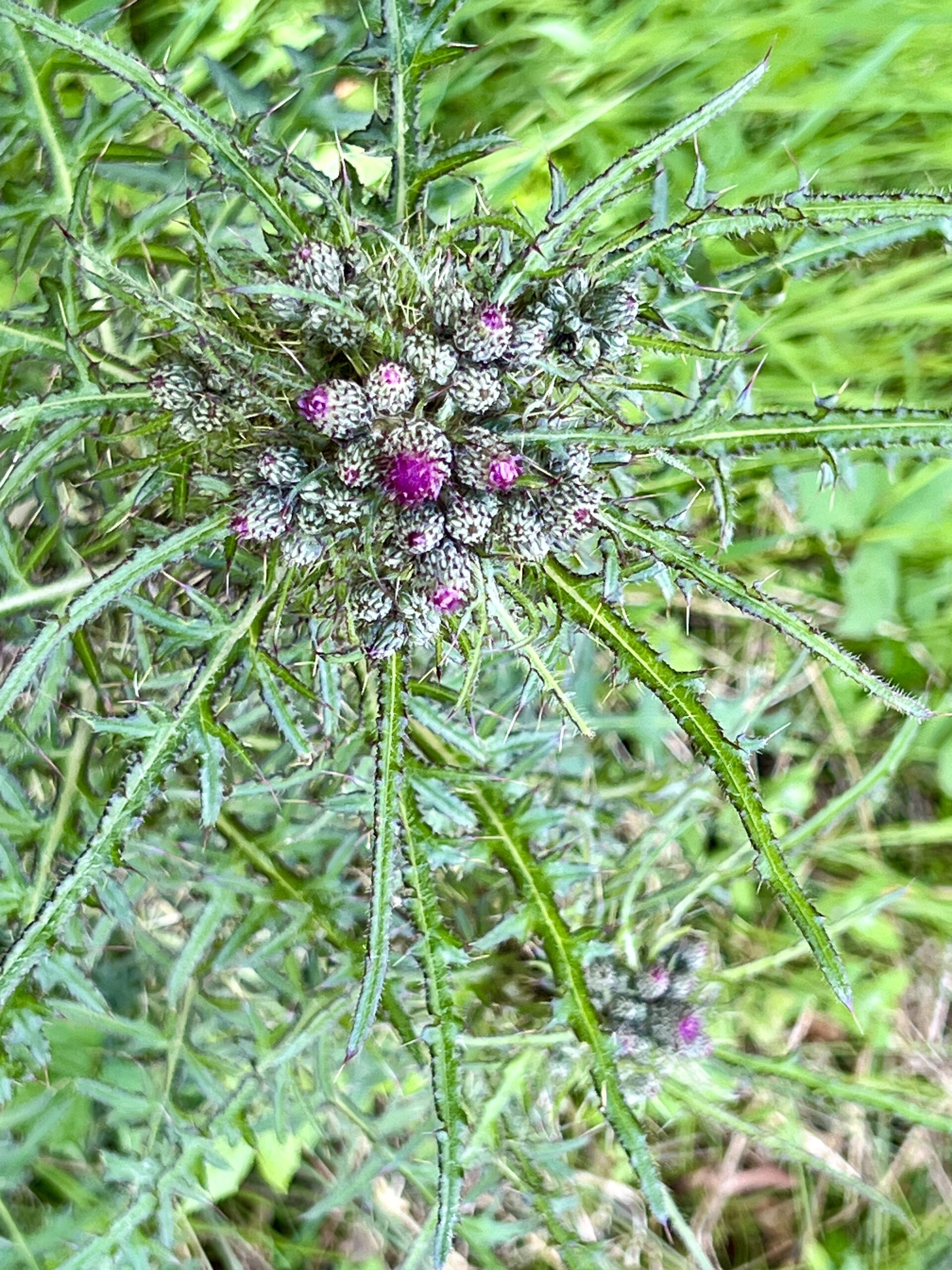 Bloem.in.de.correze