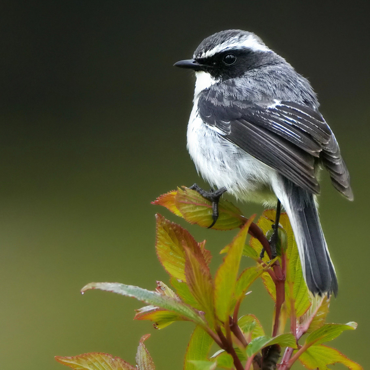 vogels correze